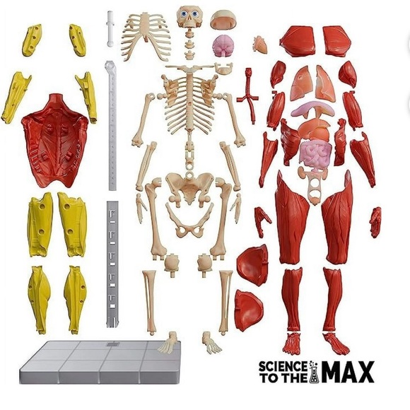 Science to the Max Interactive 14" Human Body. - Picture 5 of 5
